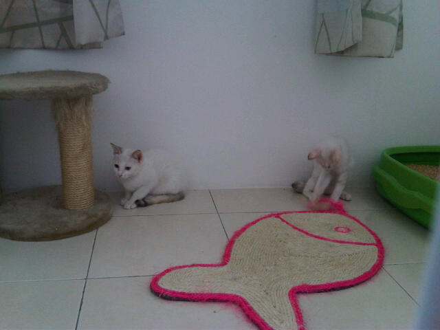 IMG00248-20111120-1155