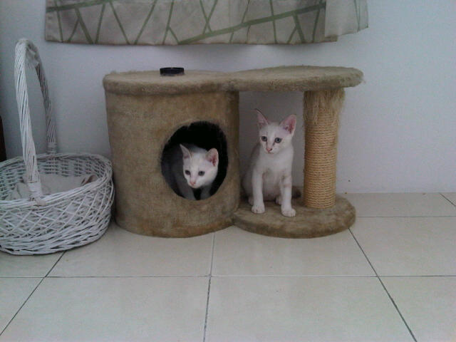 IMG00266-20111120-1210