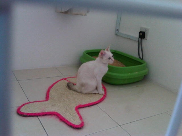 IMG00268-20111120-1210