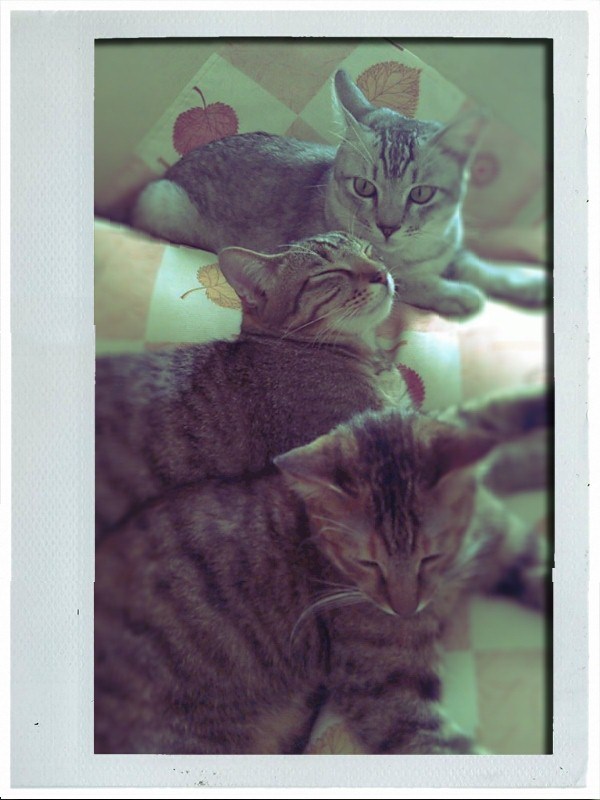 mini-Marie, Tiger, Husky
