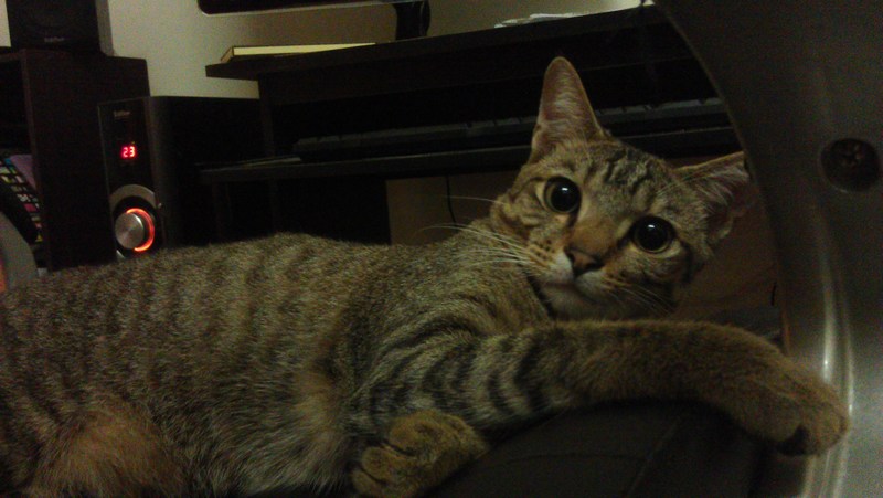 mini-Tiger