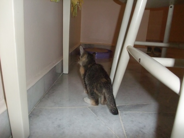 DSCF2746