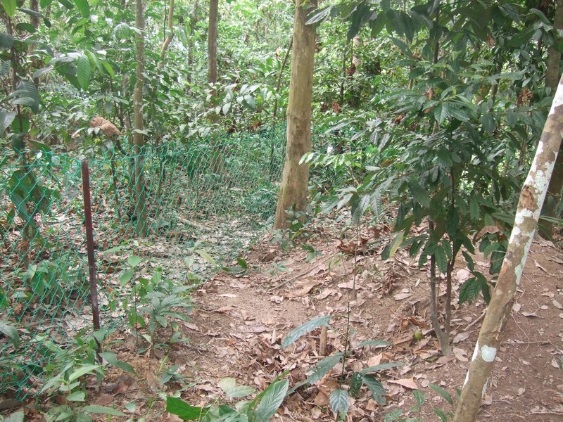 mini-Fencing Enclosure