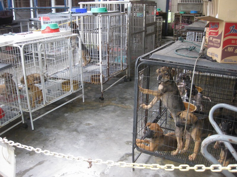mini-food for paws (2)