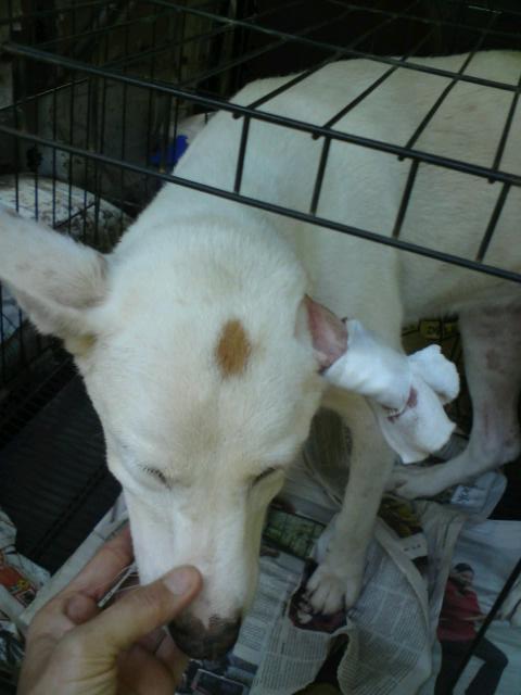 Meiji ear dog