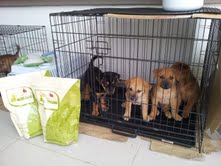 Wil-4 pups 040312