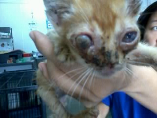 kitten bulgy eyes