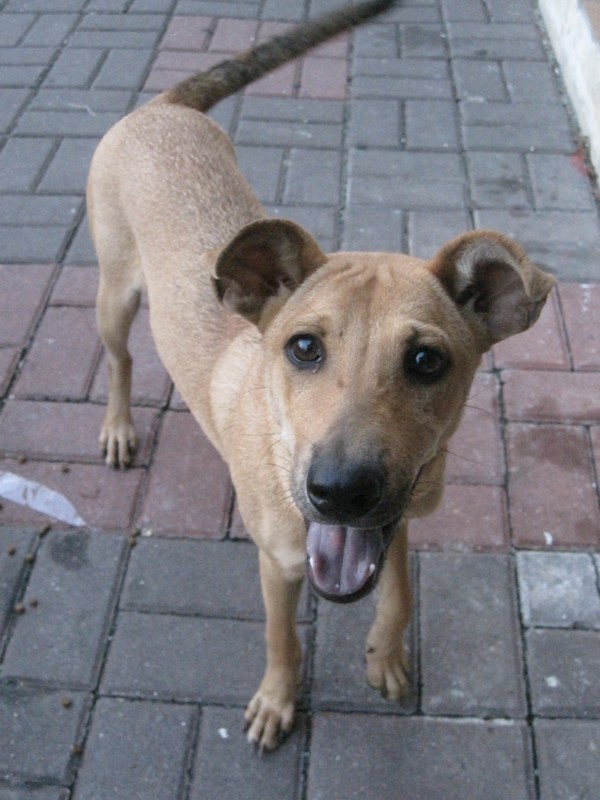 mini-Pup 1