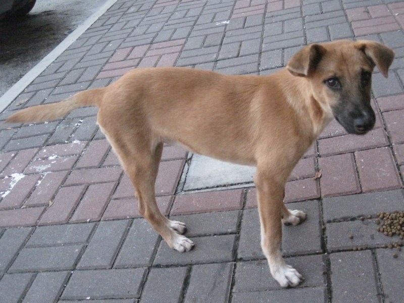 mini-Pup 2