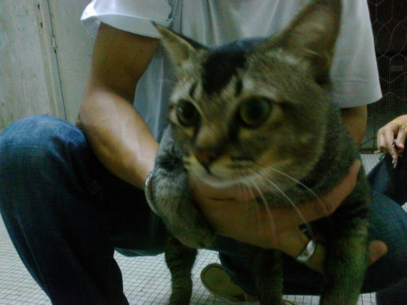 mini-lalang aznah