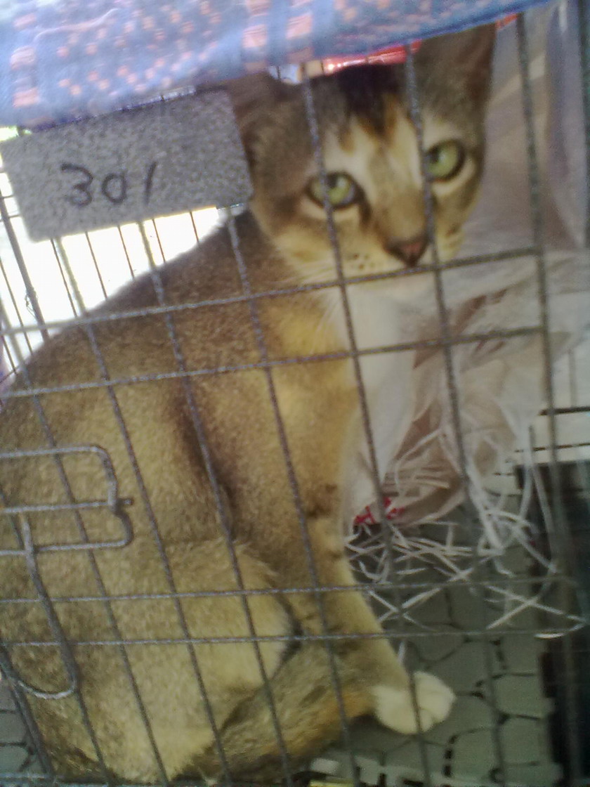 angie cat