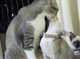 cats 2