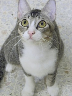 cats 3