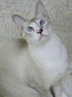 cats 4