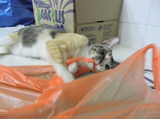 cats 6