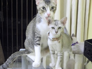 cats
