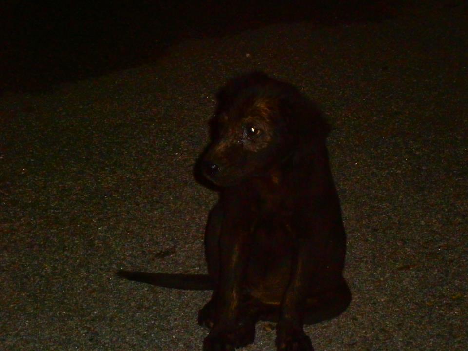 lost-puppy