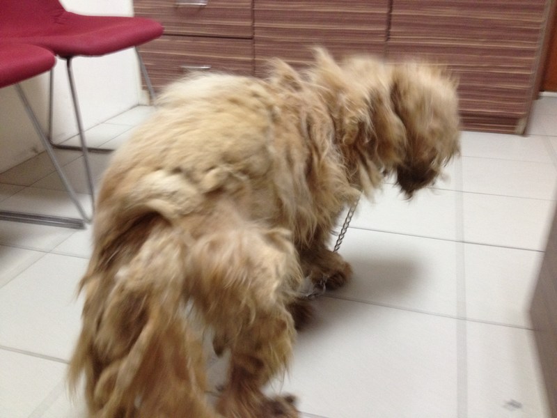 mini-At the vet clinic