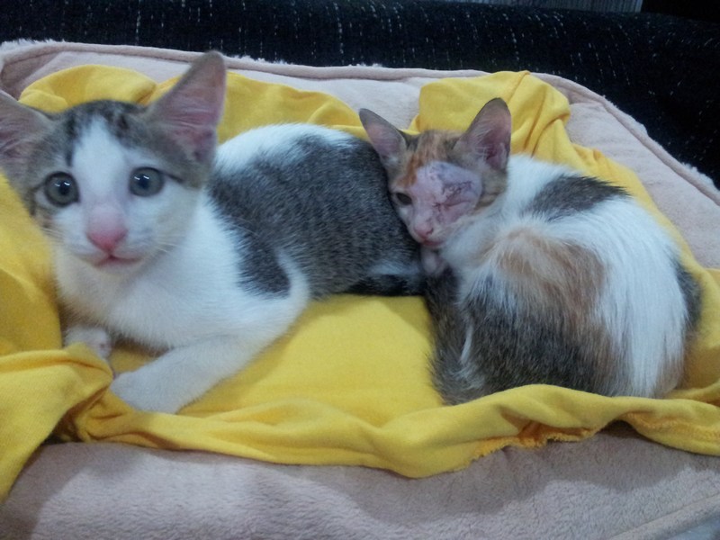 mini-Gaban & Cici post op