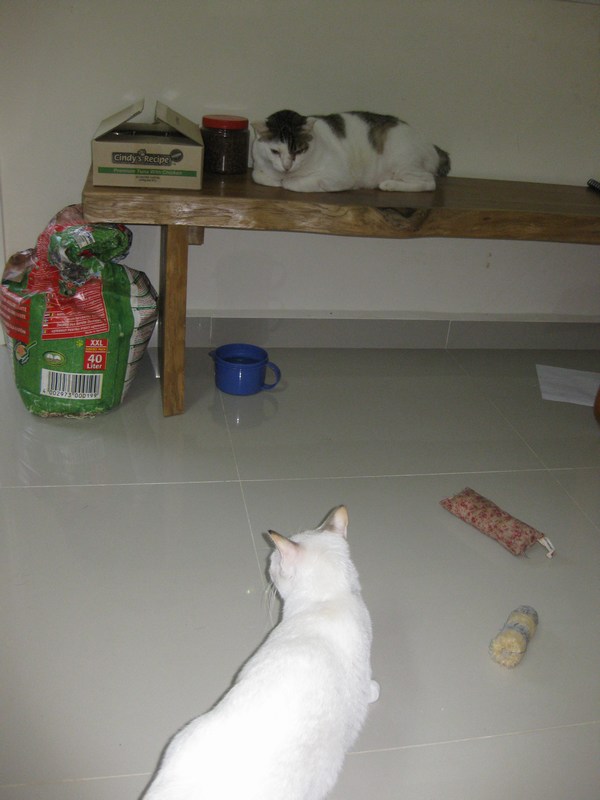 mini-IMG_0187
