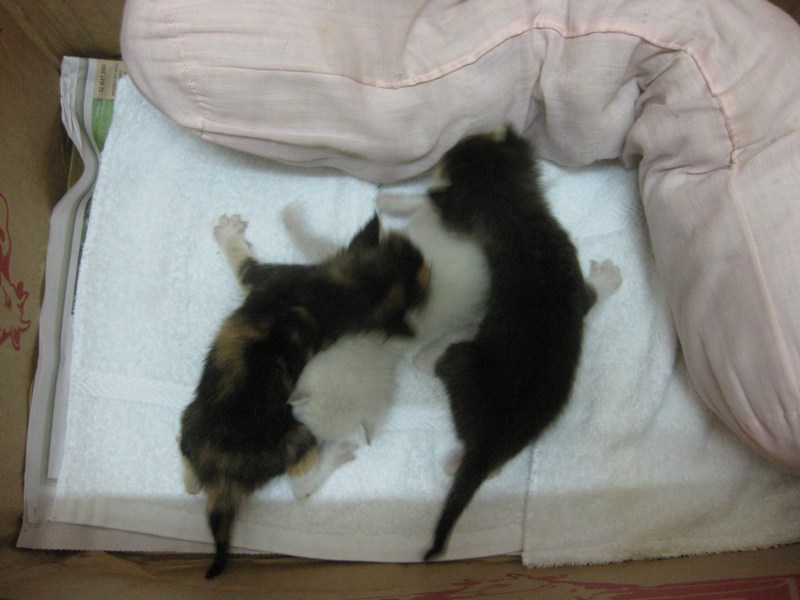 mini-IMG_2773