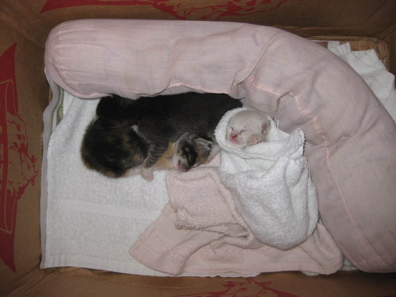 mini-IMG_2800
