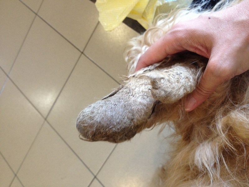 mini-Left Ear