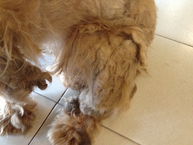 mini-Left hind leg (2)