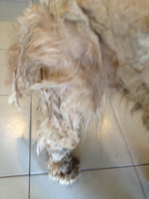 mini-Right hind leg