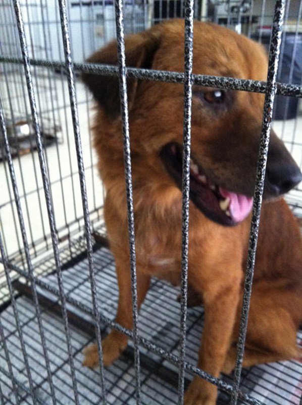 mini-Wong-Jie-spay-may-2012
