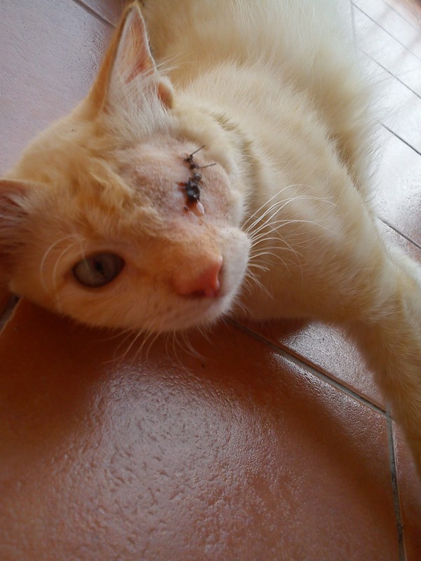 3 after eyeball removal