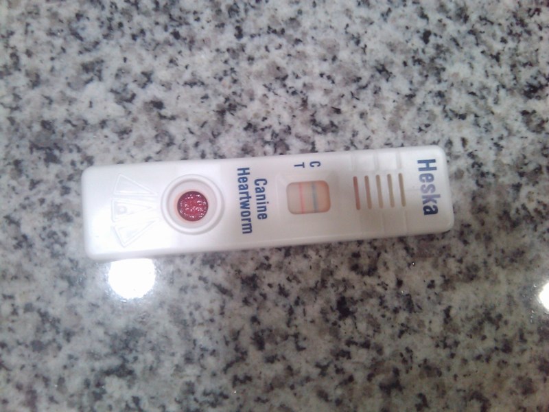 mini-Heartworm test by Dr Steven