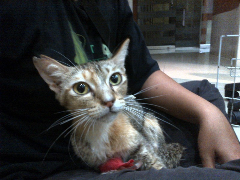 mini-IMG-20120608-00103