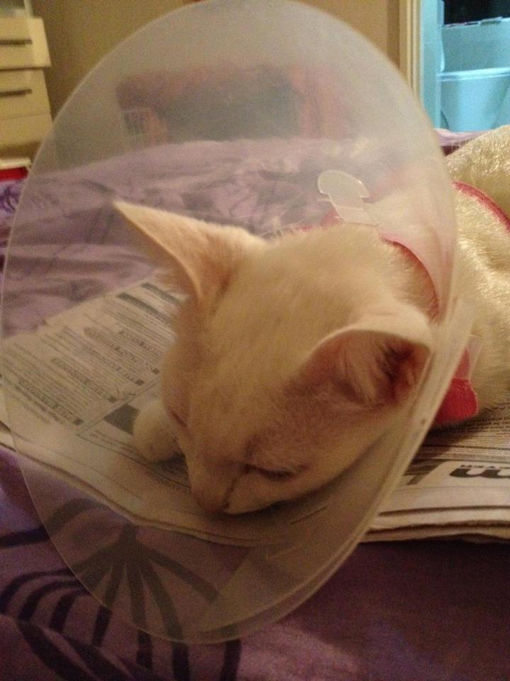 lisa lui cat spayed