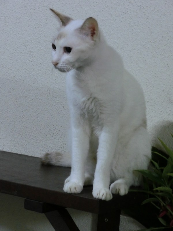 mini-CIMG0036