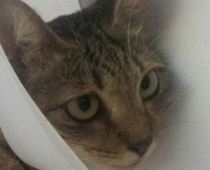 angie ng chew khui cat