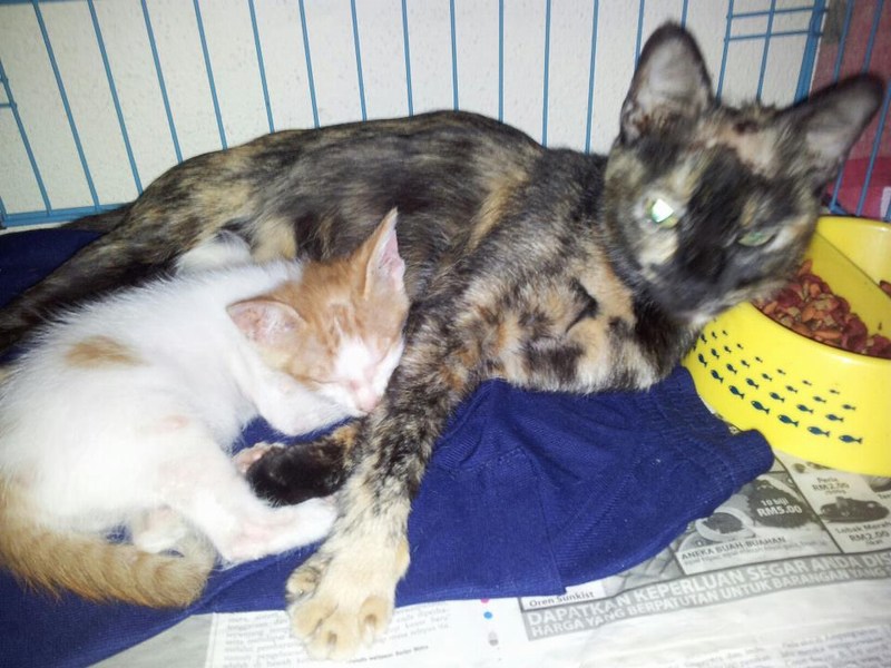 mini-mama cat & kitten - diana