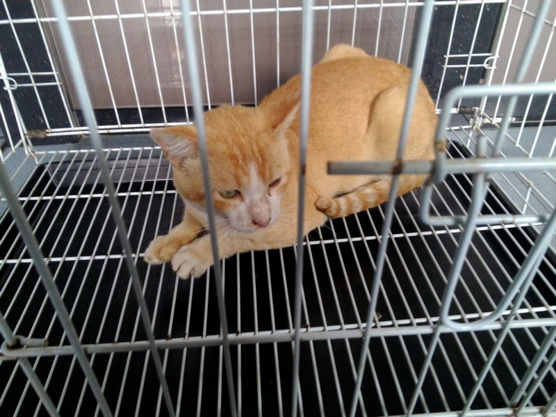 mini-ritz mahat male cat 11 sep