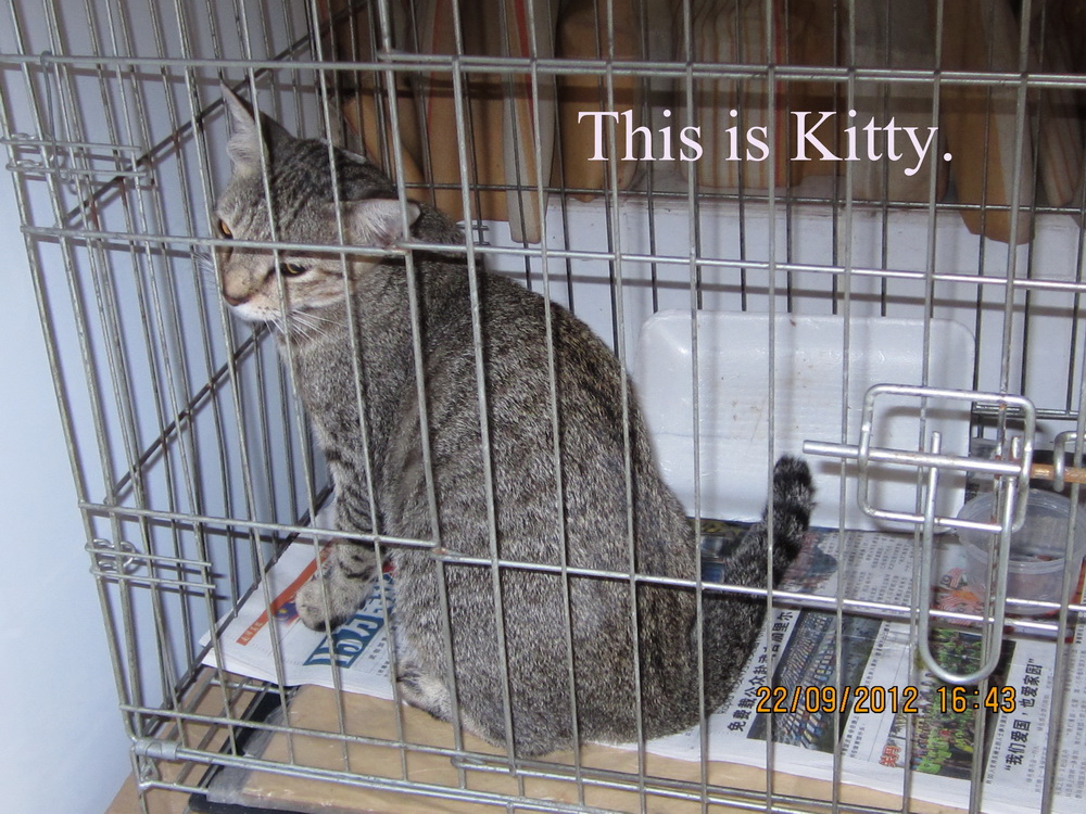 Kitty