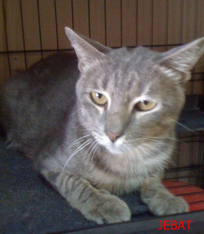 mini-Don't pet me I'll bite.I was severely malnourished and constipated but now I'm ok