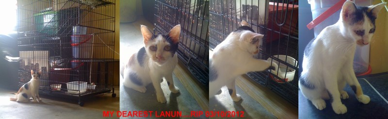 mini-Fought the FIP virus for a month.Reunited with ones with the ones that goes before me.
