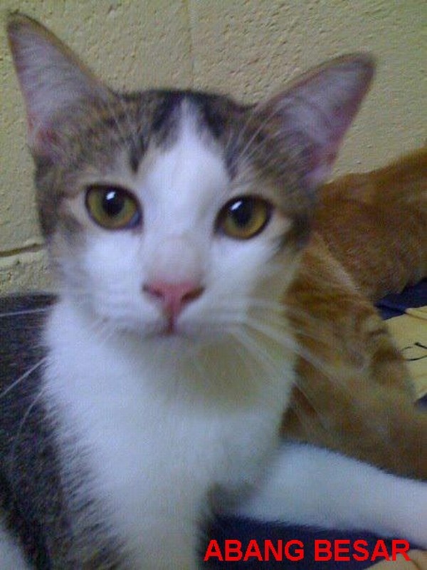 mini-I am the most senior. I'm vocal when angry. My meowing is worst than my bite