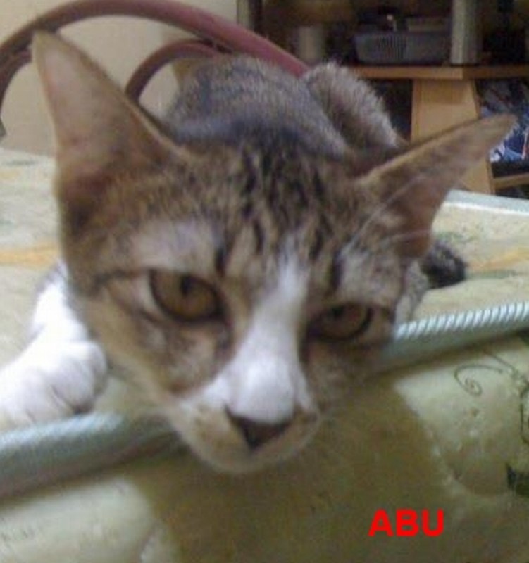 mini-I love to be pampered.I'm a girl though my name is Abu