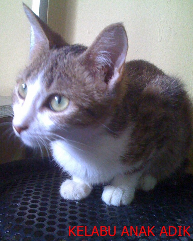 mini-I love to play all day. I'm just a kitten
