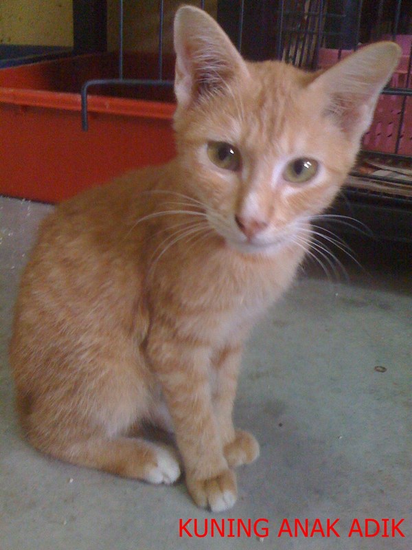 mini-I play with Kelabu all day and we are BFF