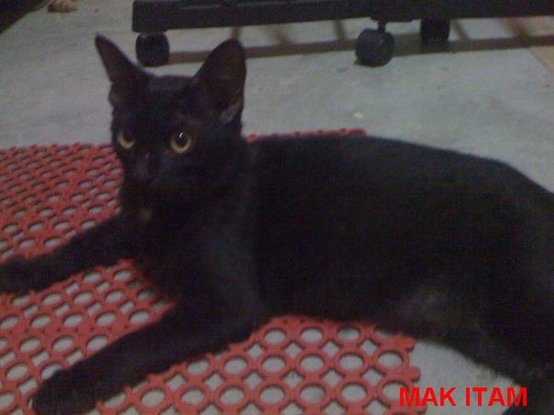 mini-I'm moody but I loves to be petted.First they thought I was pregnant but I've got pyometra. I'm ok now.