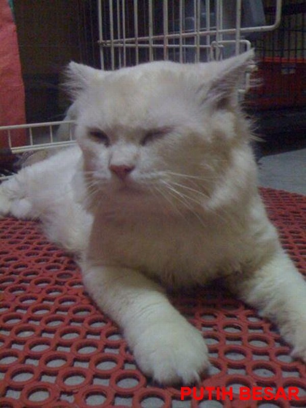mini-I'm scared of everything and everybody. Even the baby Tecik bullies me.