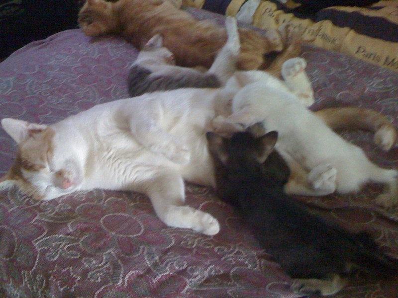 mini-Look, look I,m nursing the little ones