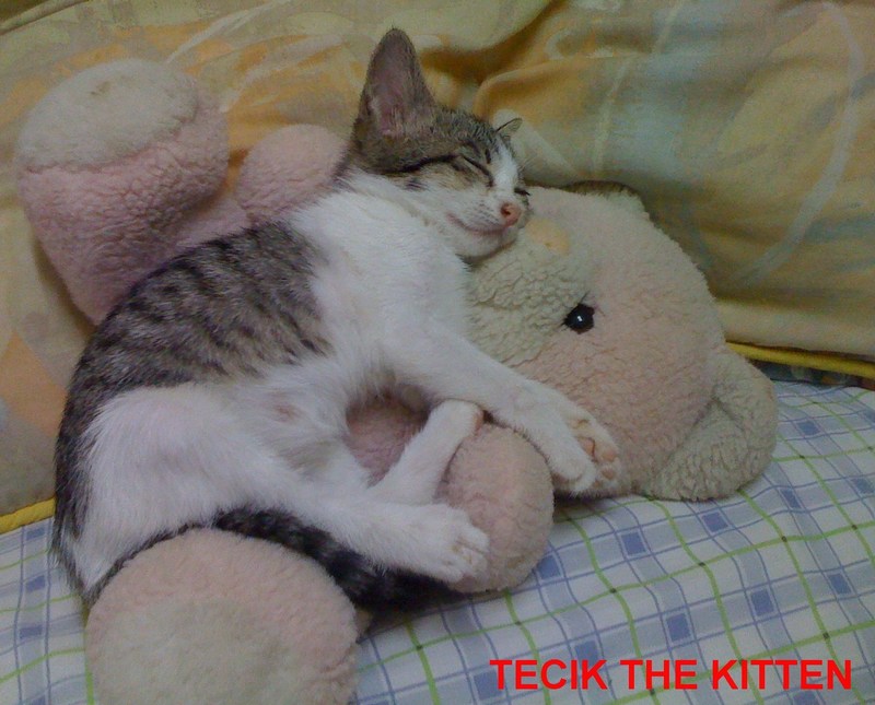 mini-My job is to report the daily activities to my Mummy. I love to terrorise the seniors!