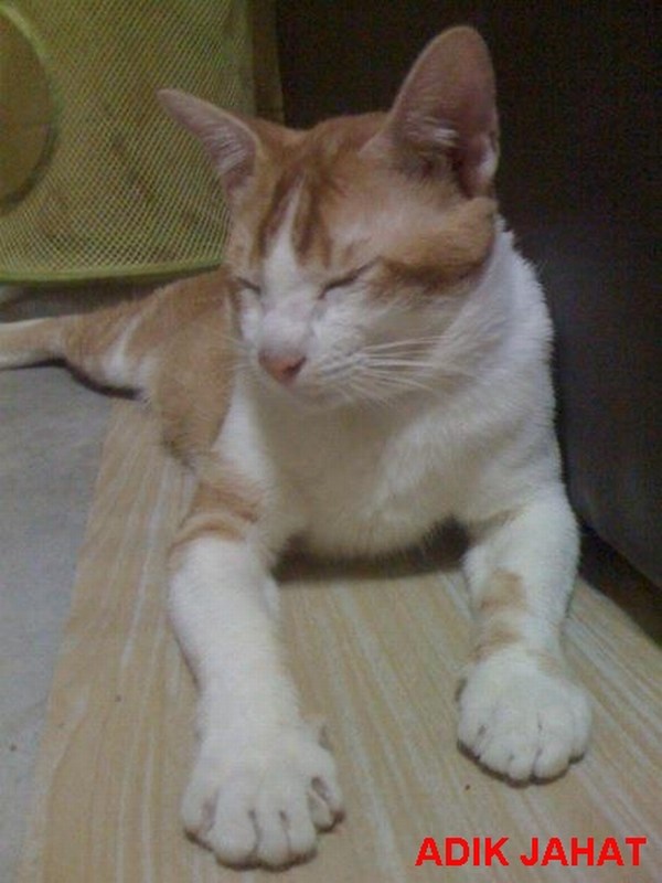 mini-Please don't touch me. I'll hiss at you..